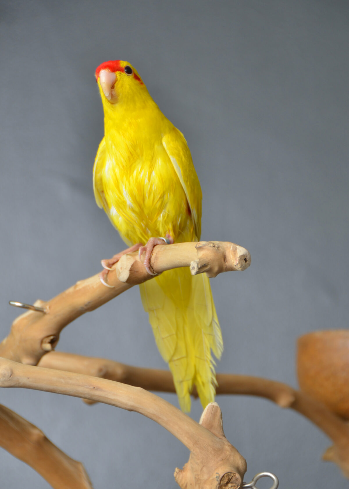 Yellow Quaker Parrot - Birds4U