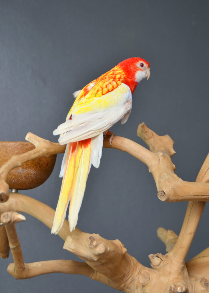 chatterbox parrots for sale