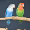 love birds, baby lovebirds, lovebirds, birds4u