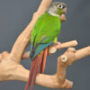 Green cheeked on sale conure price