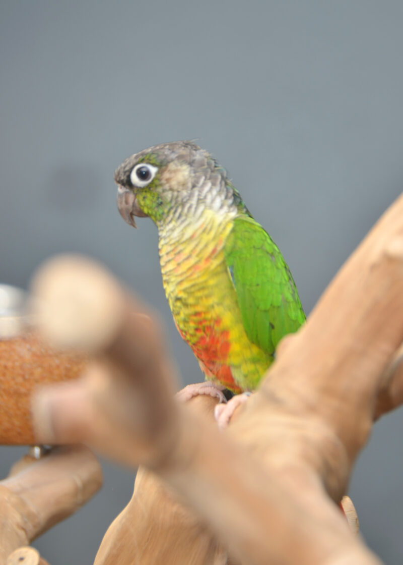 Green Cheek Conure (For Sale in Birmingham, UK)