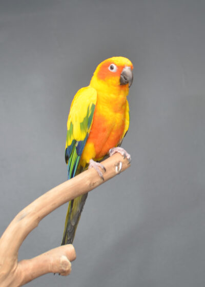 Sun Conures - Birds4U