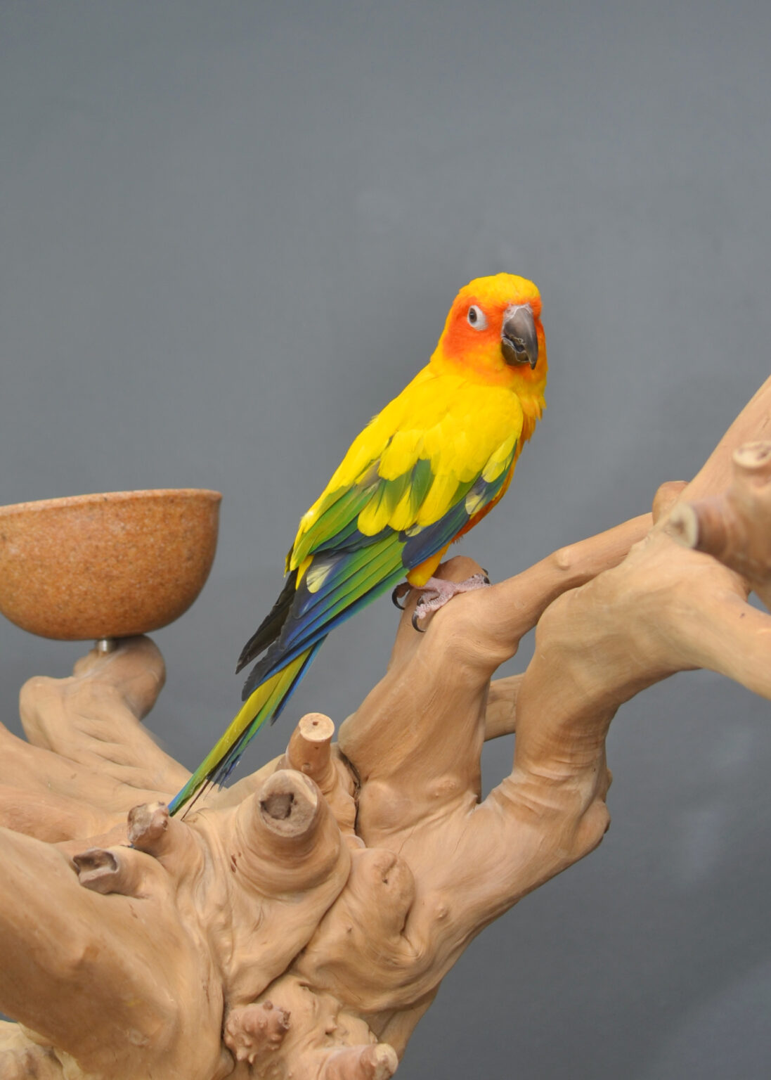 Sun Conures - Birds4U