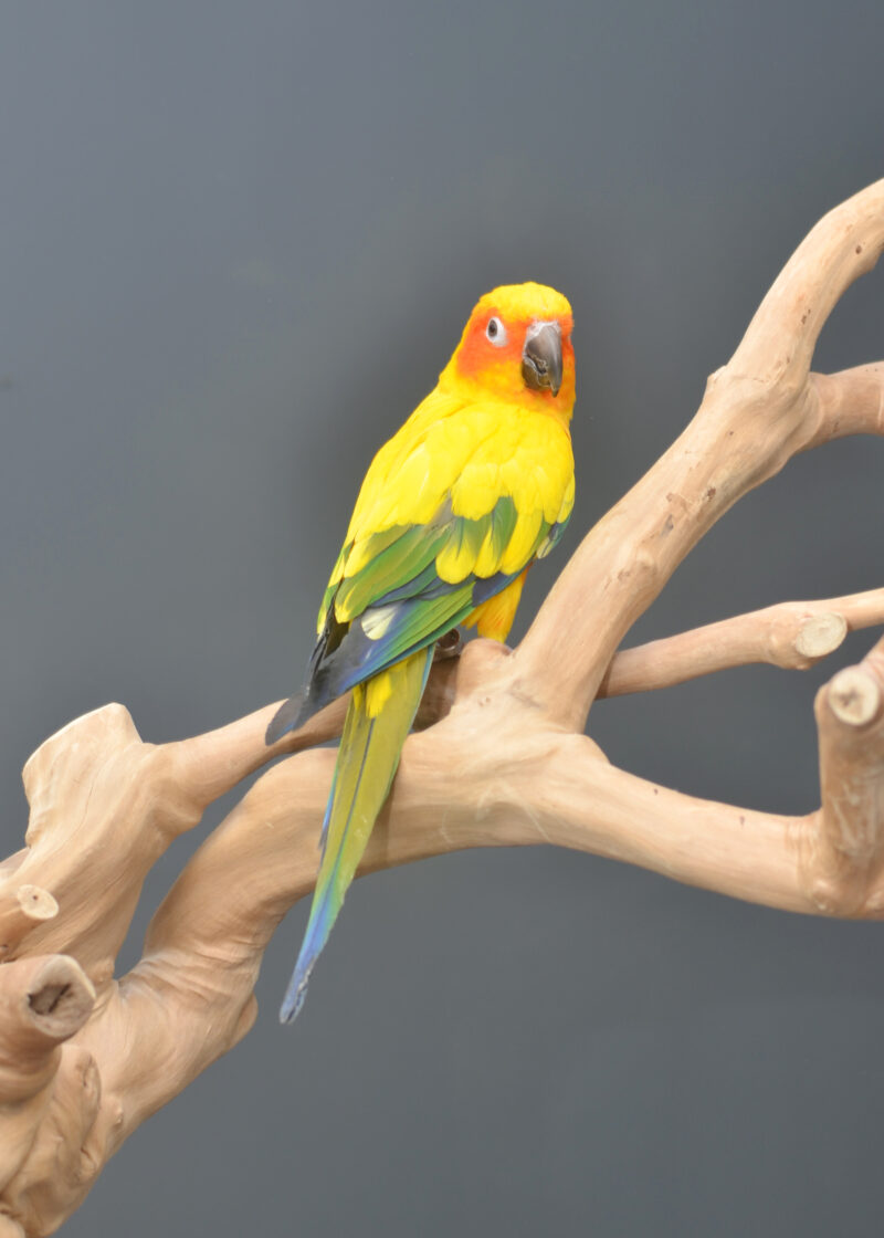 Sun Conures - Birds4U