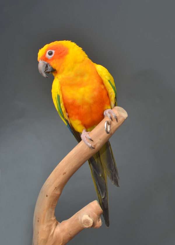 Sun Conures - Birds4U