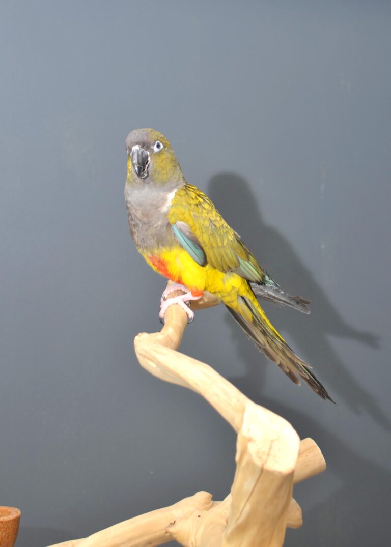 Patagonian Conure Birds4U